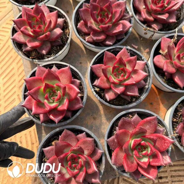 Echeveria Lola - Image 2