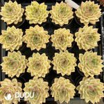 Echeveria Bangkok Big Palace - Image 2