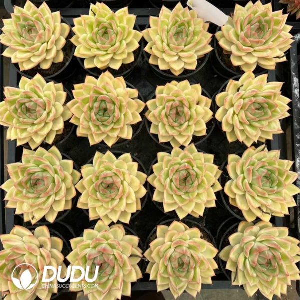 Echeveria Bangkok Big Palace - Image 2