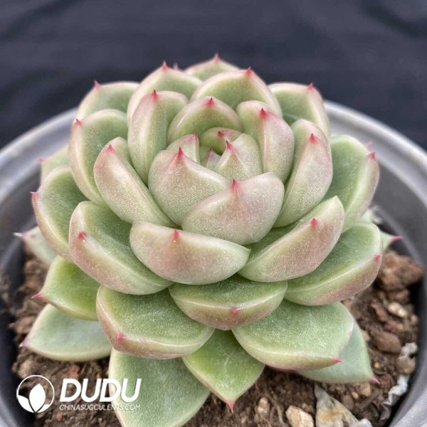 Echeveria Green Light - Image 2