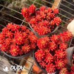 Sedum rubrotinctum Aurora - Image 2