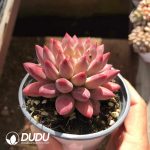 Pachyphytum Han Yu - Image 2