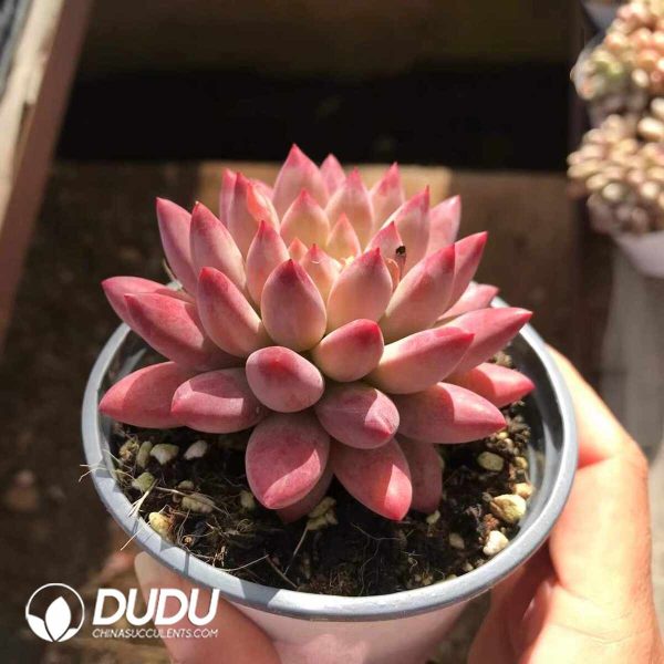 Pachyphytum Han Yu - Image 2