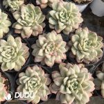 Echeveria Seersucker Dress Clustering - Image 2