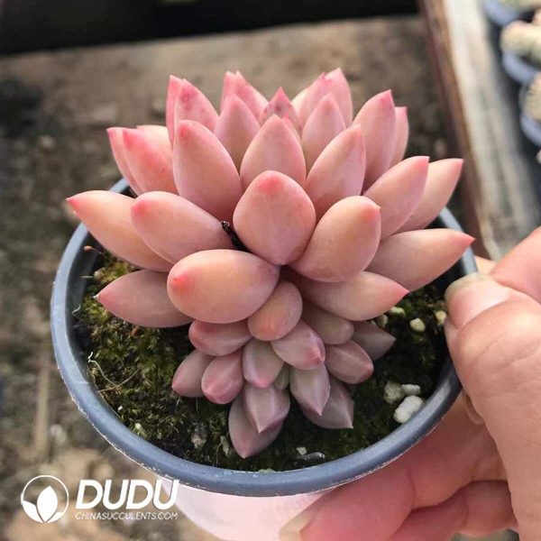 Pachyphytum Pink Poppy - Image 2