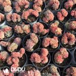 Echeveria Hani Cristata - Image 2