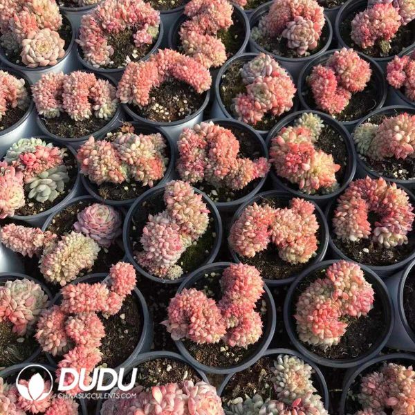 Echeveria Hani Cristata - Image 2