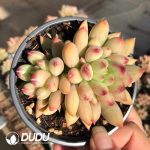Pachyphytum Yan Zi Double Heads - Image 2