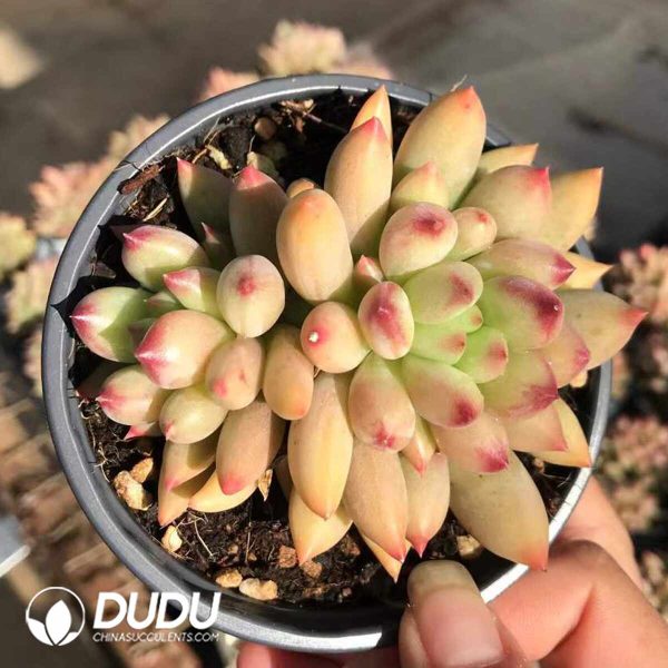 Pachyphytum Yan Zi Double Heads - Image 2