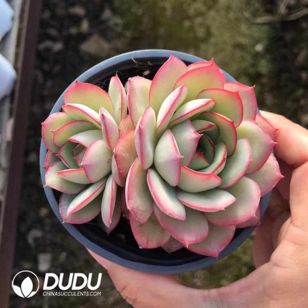 Echeveria Peony Pavilion Double Heads - Image 2