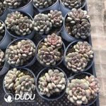 Echeveria Grape Double Heads - Image 2