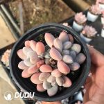 Pachyphytum Xiang Yu - Image 2