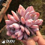 Echeveria Dream Snow Double Heads - Image 2