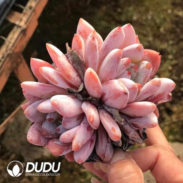 Echeveria Dream Snow Double Heads - Image 2