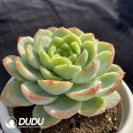 Echeveria Baby Green - Image 2