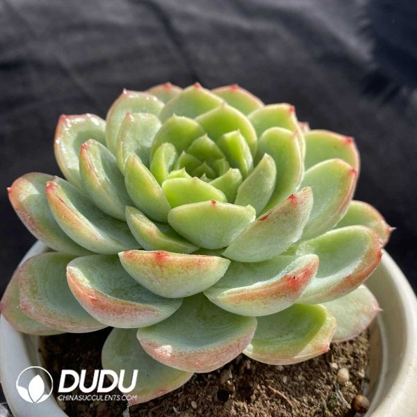 Echeveria Baby Green - Image 2
