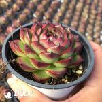 Echeveria Moonstone - Image 2