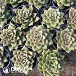 Echeveria Rose - Image 2