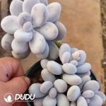 Graptopetalum Egg Cheese Clustering - Image 2