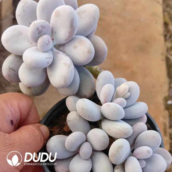 Graptopetalum Egg Cheese Clustering - Image 2