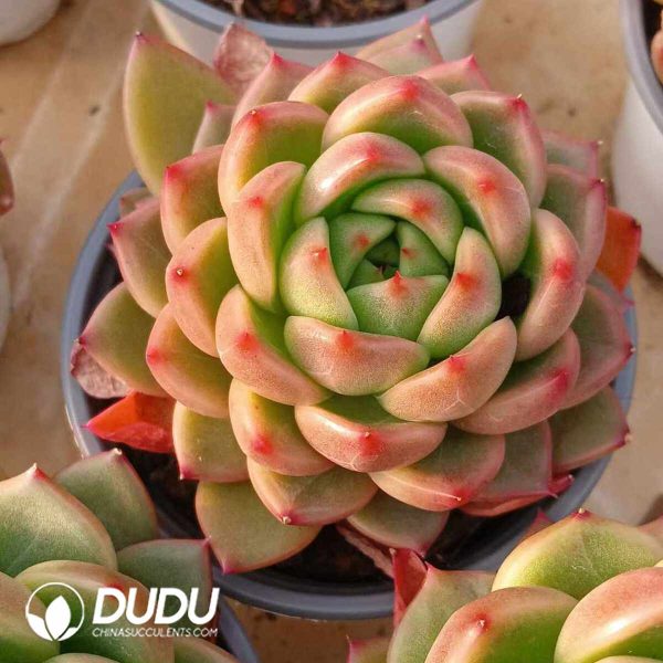 Echeveria Jade Jenny - Image 2