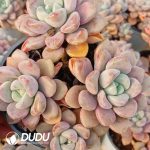 Echeveria Spotted Deer Clustering - Image 2