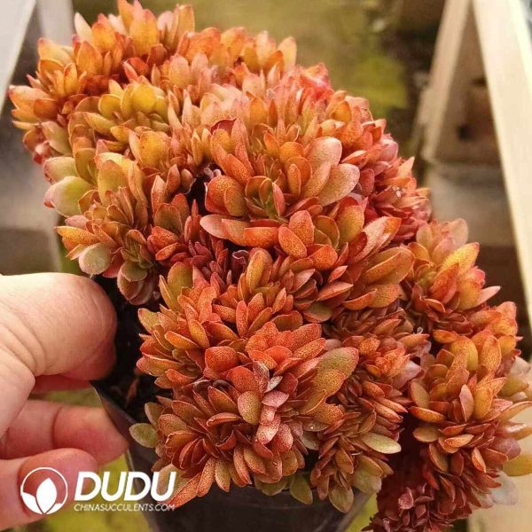 Echeveria Candy Cristata - Image 2