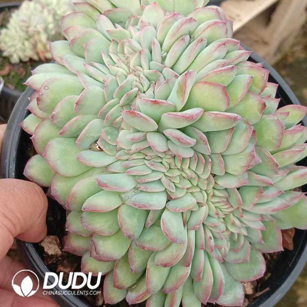 Echeveria Snowy Night - Image 2