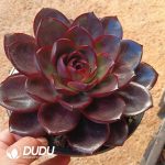 Echeveria Chocolate Roses - Image 2