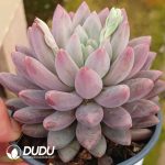 Pachyphytum Red Beauty - Image 2