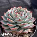 Echeveria Chihuahuaensis - Image 2