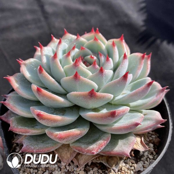 Echeveria Chihuahuaensis - Image 2