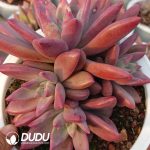 Echeveria Hephaestus Clustering - Image 2