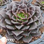 Echeveria Black Dumpling Wrappers - Image 2