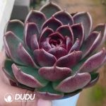 Echeveria Mysterious Orange - Image 2