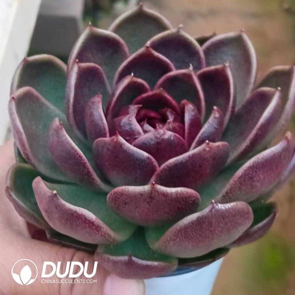 Echeveria Mysterious Orange - Image 2