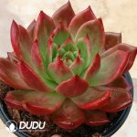 Echeveria Armstrong - Image 2