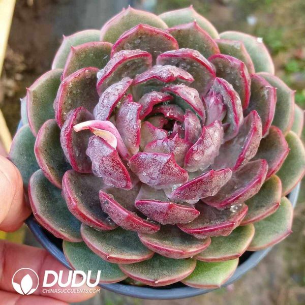 Echeveria Yo-yo - Image 2