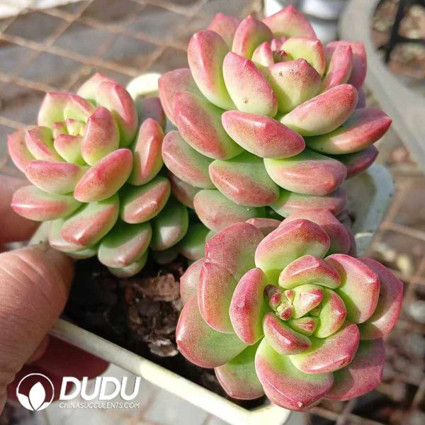 Echeveria Sunshine Rose Clustering - Image 2