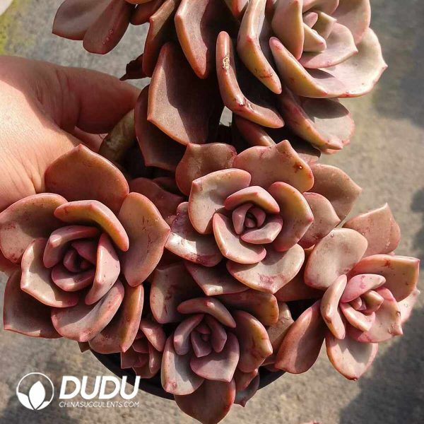 Echeveria Crystal Lamp Clustering - Image 2