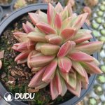 Echeveria Mist Bubbles Clustering - Image 2