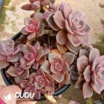 Echeveria Crystal Lamp Clustering - Image 2