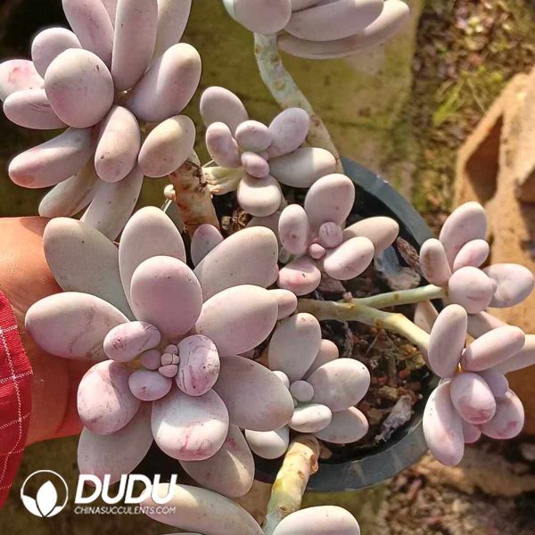 Graptopetalum Egg Cheese Clustering - Image 2