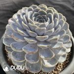 Echeveria Burger - Image 2