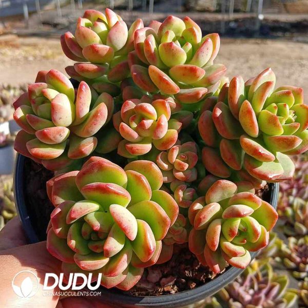Echeveria Sunshine Rose Clustering - Image 2
