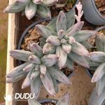 Pachyphytum Phoenix Feather Double Heads - Image 2