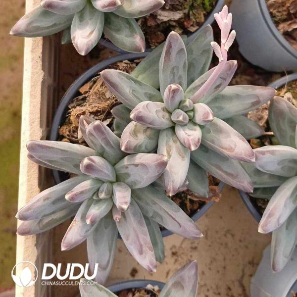 Pachyphytum Phoenix Feather Double Heads - Image 2