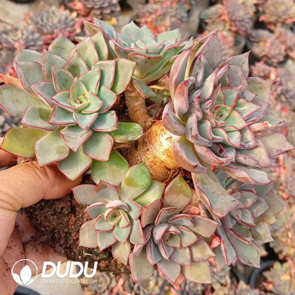 Echeveria Riga Thick Carrot Legs - Image 2