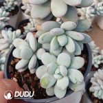 Pachyphytum Snow Beauty Cluster - Image 2