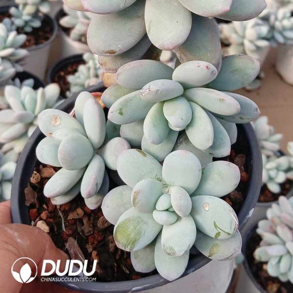 Pachyphytum Snow Beauty Cluster - Image 2